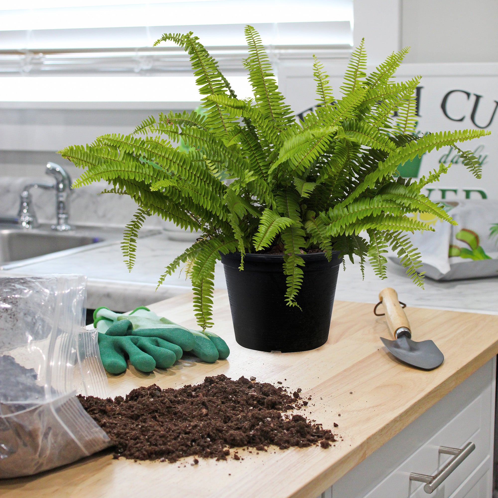 fern potting mix Fern Plant Potting Soil Mix, Custom Hand Blended Mixture for Indoor/Outdoor Container Gardening – Kurated Korner