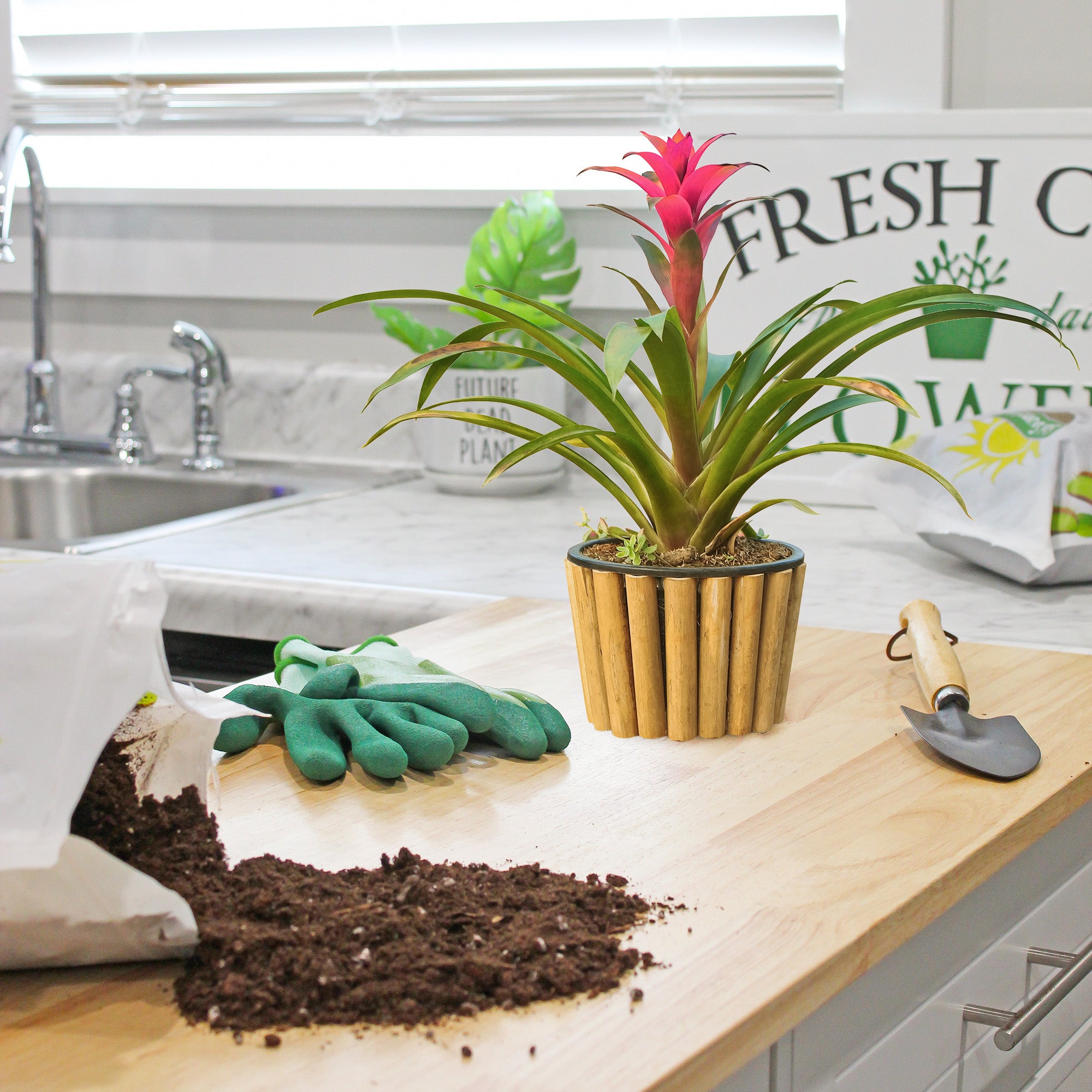bromeliad potting soil mix Bromeliad Plant Potting Soil Mix, Container Gardening Tropical Houseplant Soil – Kurated Korner