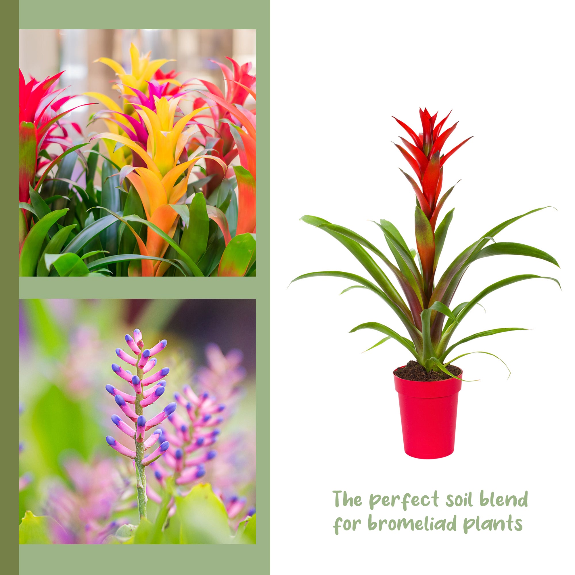 best potting mix for bromeliads Bromeliad Plant Potting Soil Mix, Container Gardening Tropical Houseplant Soil – Kurated Korner