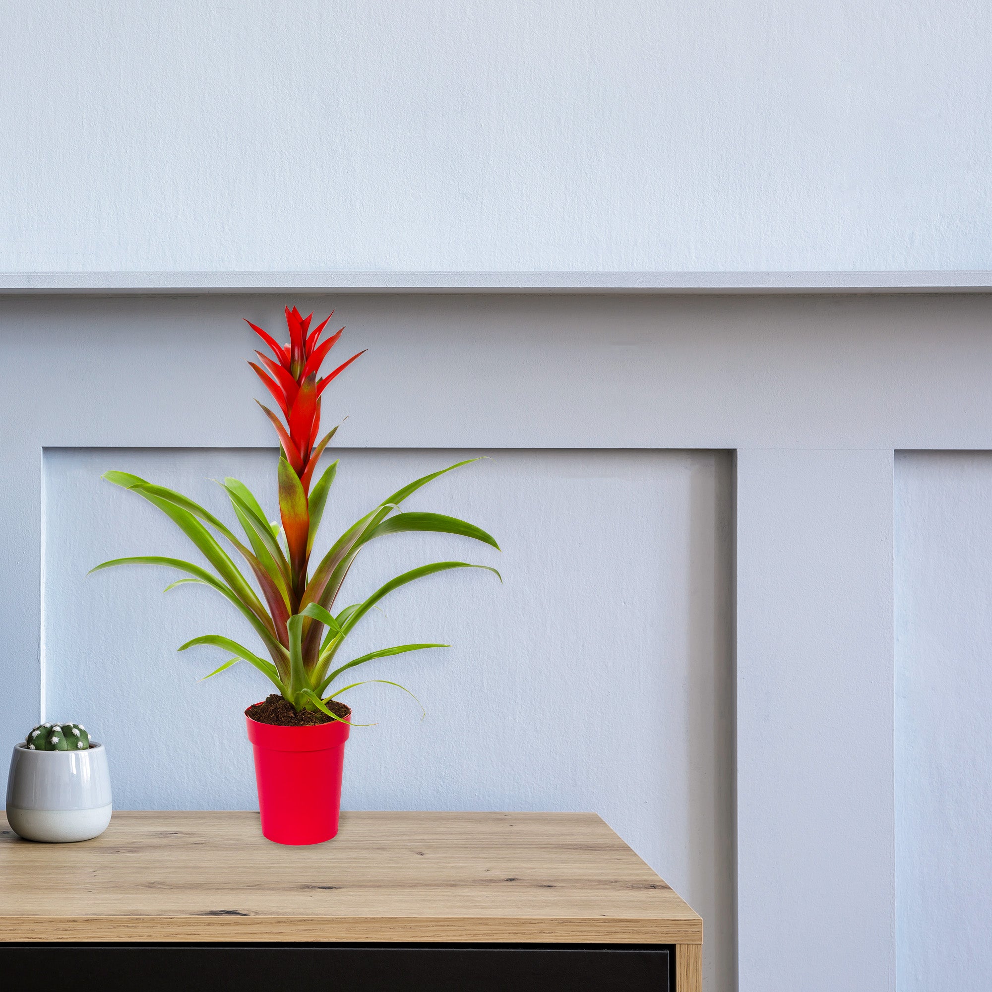 best potting mix for bromeliads Bromeliad Plant Potting Soil Mix, Container Gardening Tropical Houseplant Soil – Kurated Korner