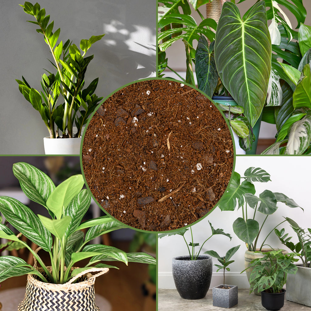 Aroid Plant Potting Mix - SSVarAroid
