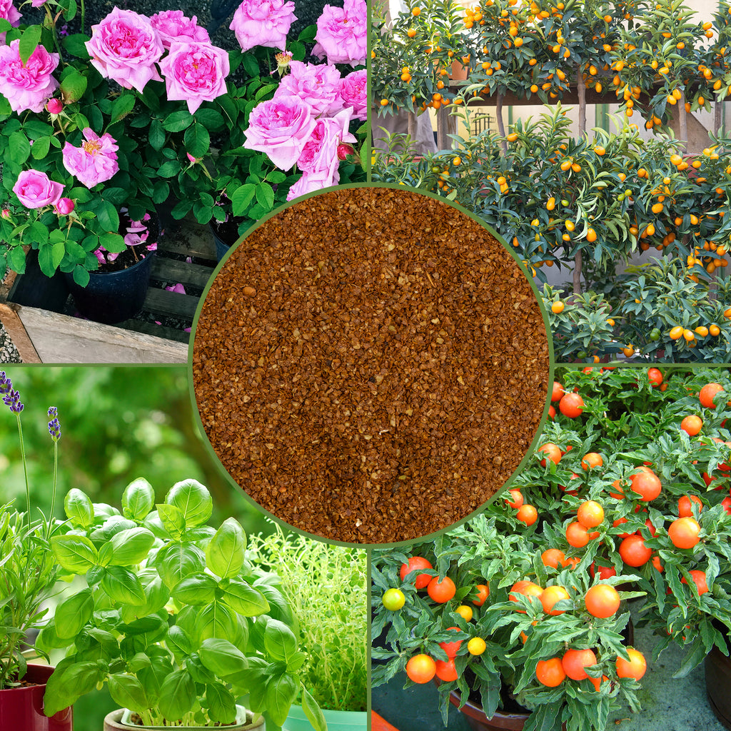 Dry Horticultural Molasses Powder - VarAmendment