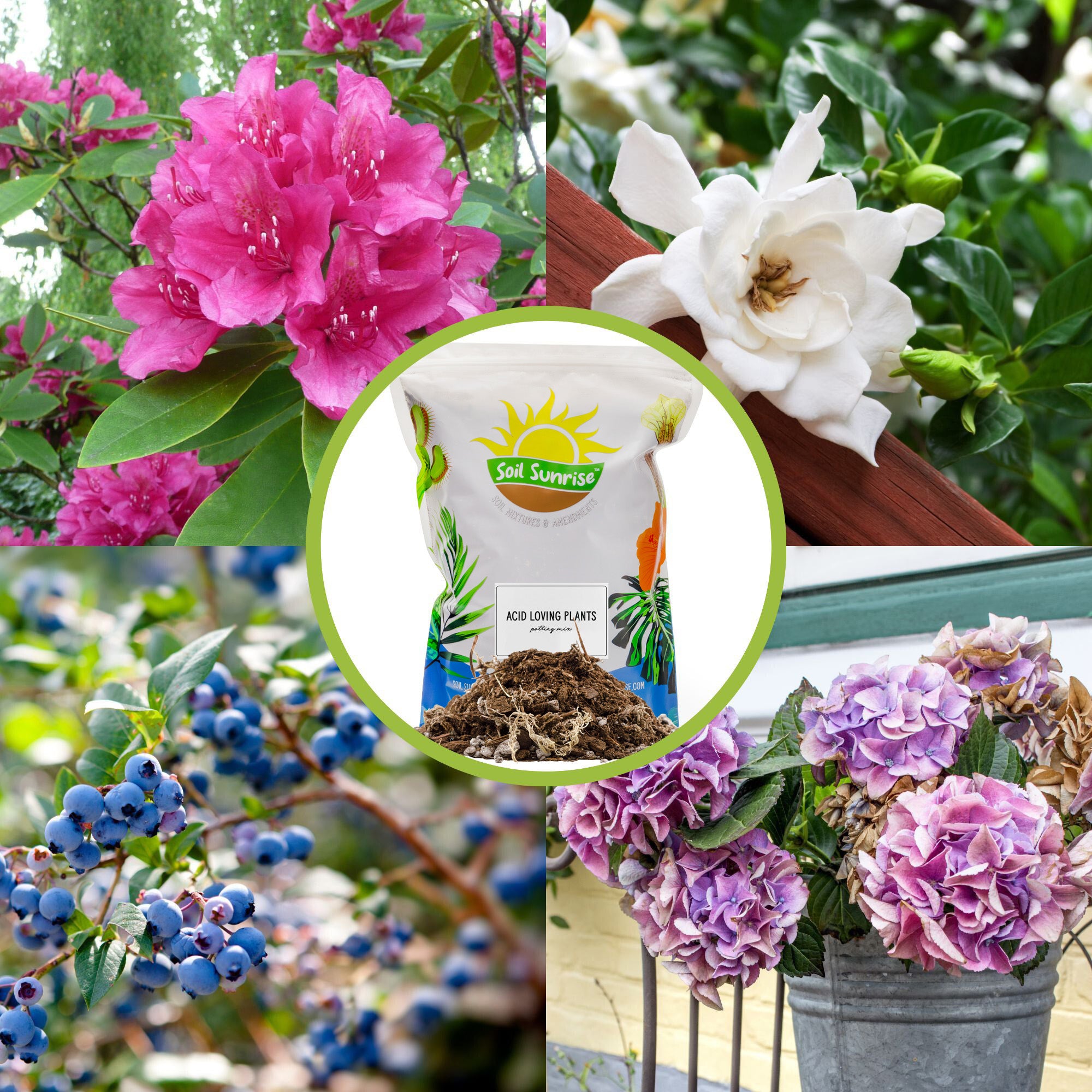 acidic potting soil mix Acid Loving Plant Potting Soil Mix, Premium Container Blend pH Balanced for Azaleas, Rhododendrons, Blueberries and More – Kurated Korner