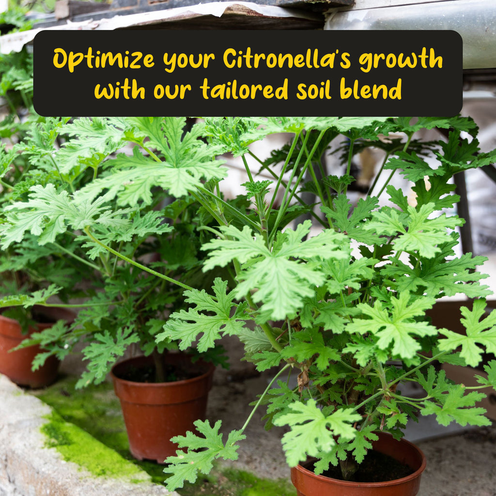 Citronella Plant Potting Soil Mix (4 Quarts) - SSKIT295