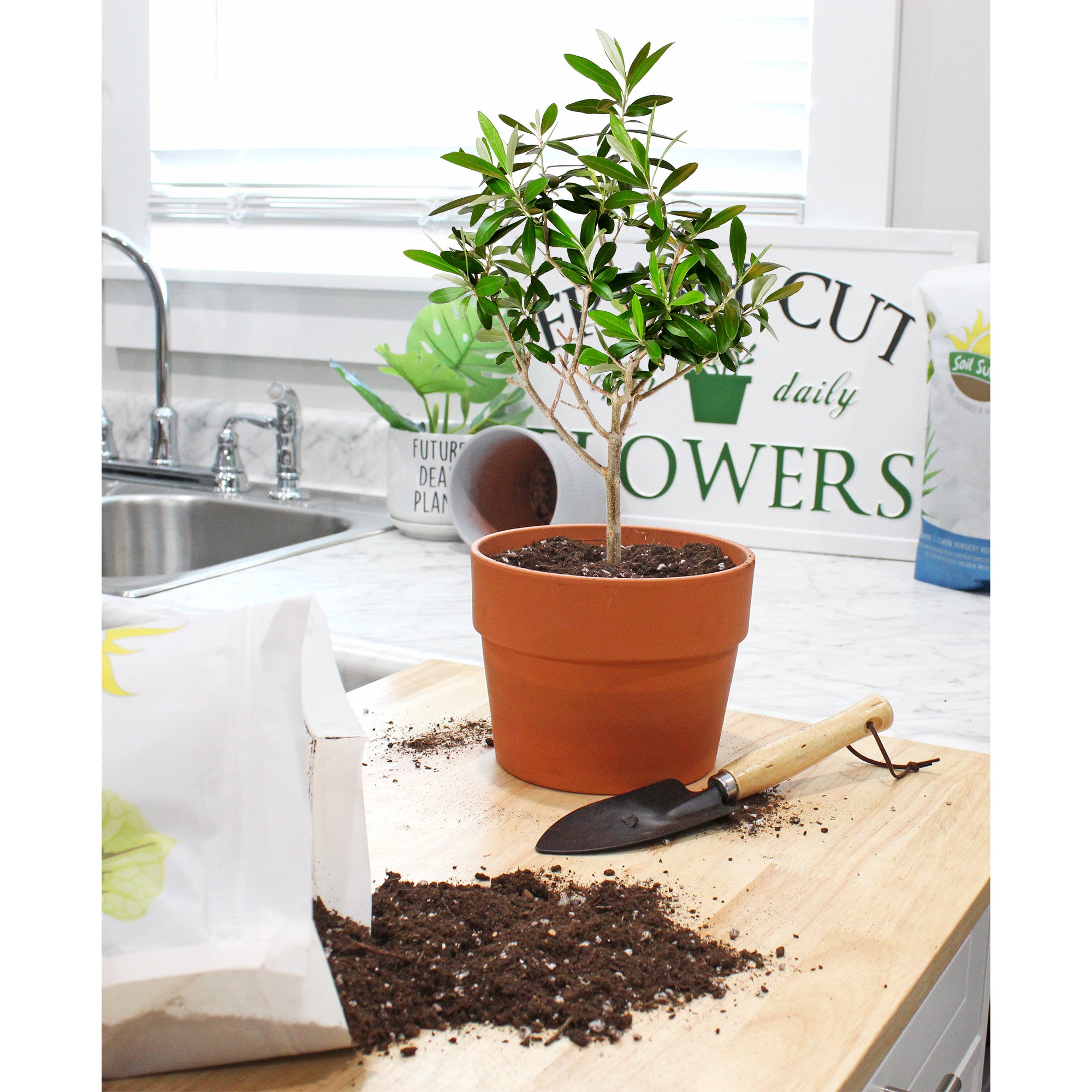 best potting mix for olive trees Olive Tree Potting Soil Mix, for Planting, Repotting, and Growing Olive Bushes / Plants – Kurated Korner