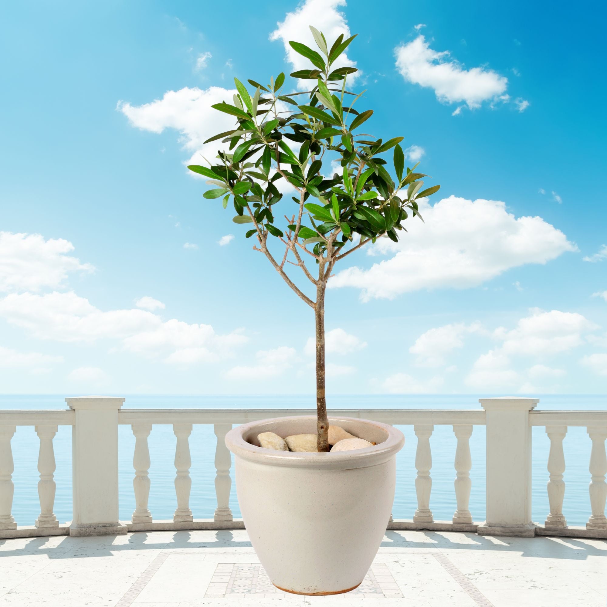 best potting mix for olive trees Olive Tree Potting Soil Mix