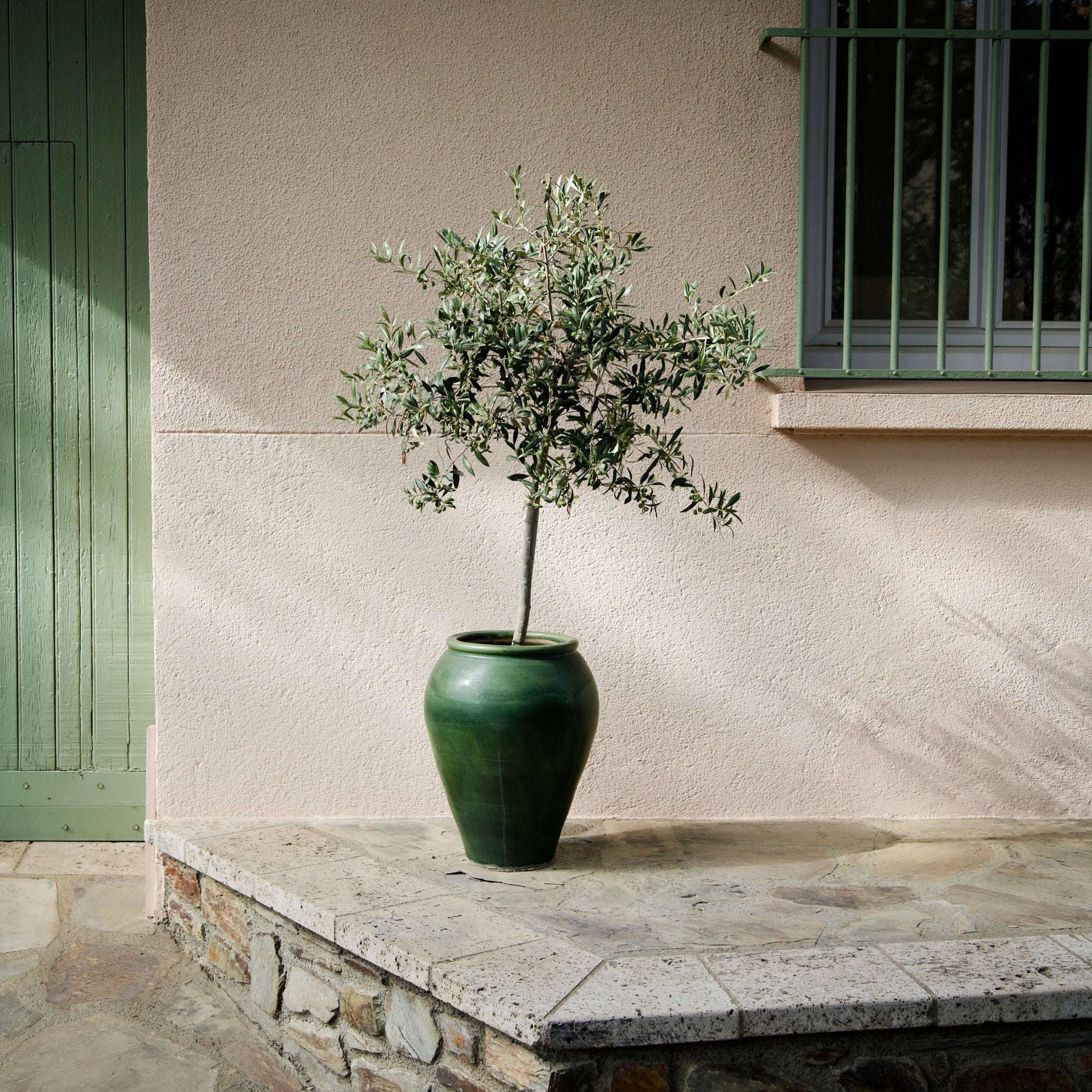 soil mix for olive tree in pot Olive Tree Potting Soil Mix