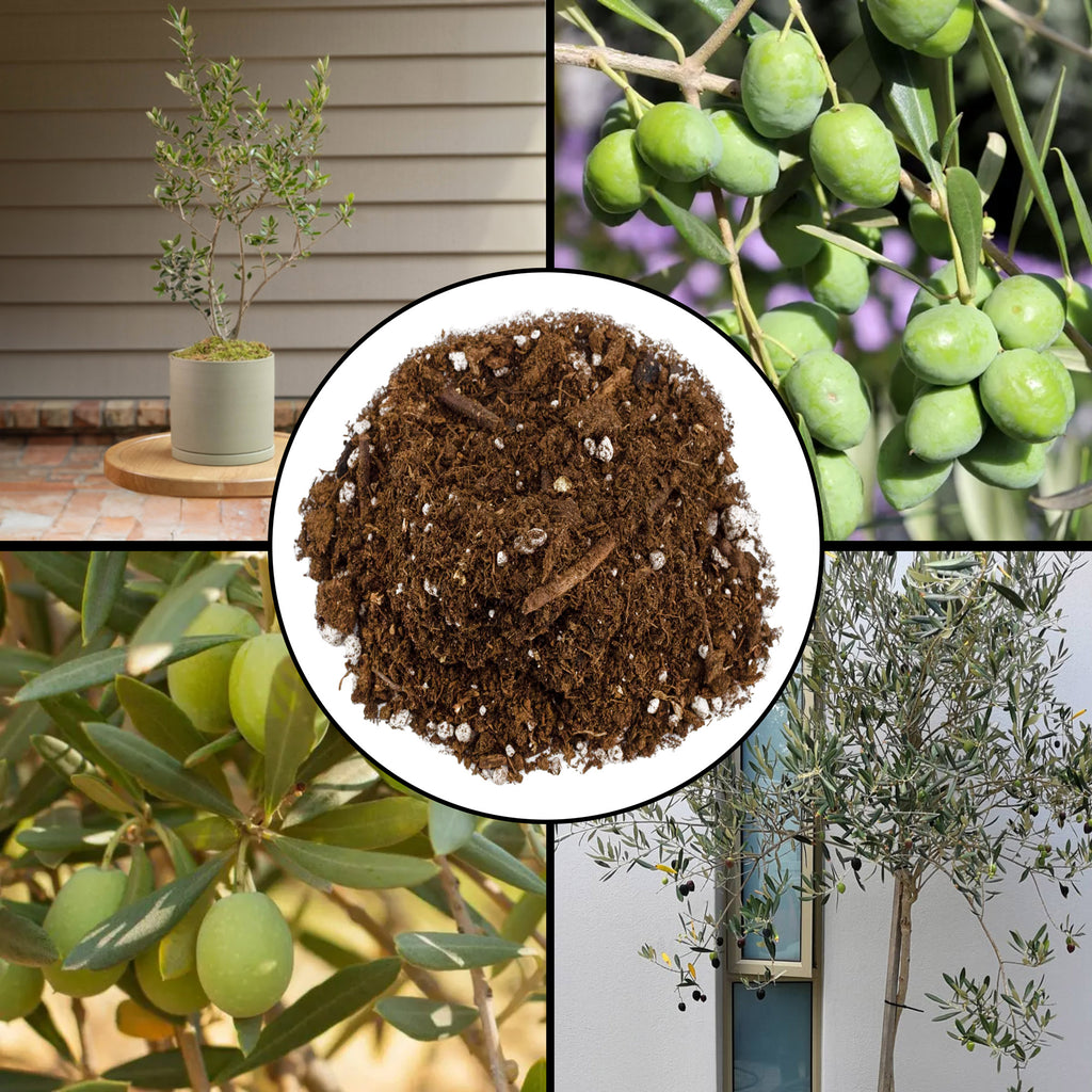 Olive Tree Potting Soil Mix - SSVarOlive