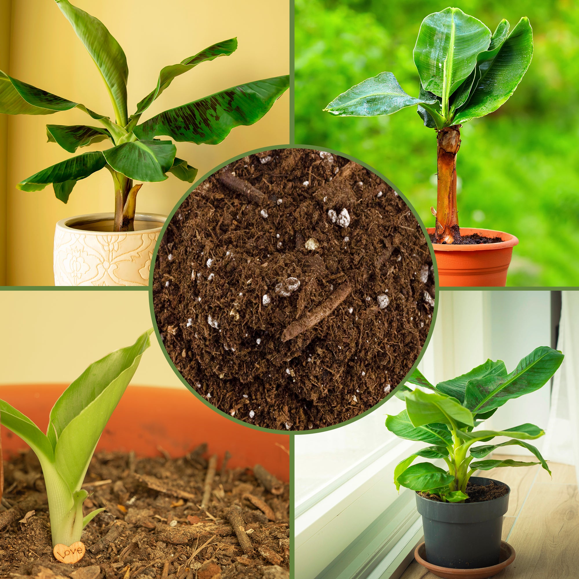 can a banana plant grow in a pot Banana Tree Potting Soil Mix, Hand Blended Mixture for Banana Plants – Kurated Korner
