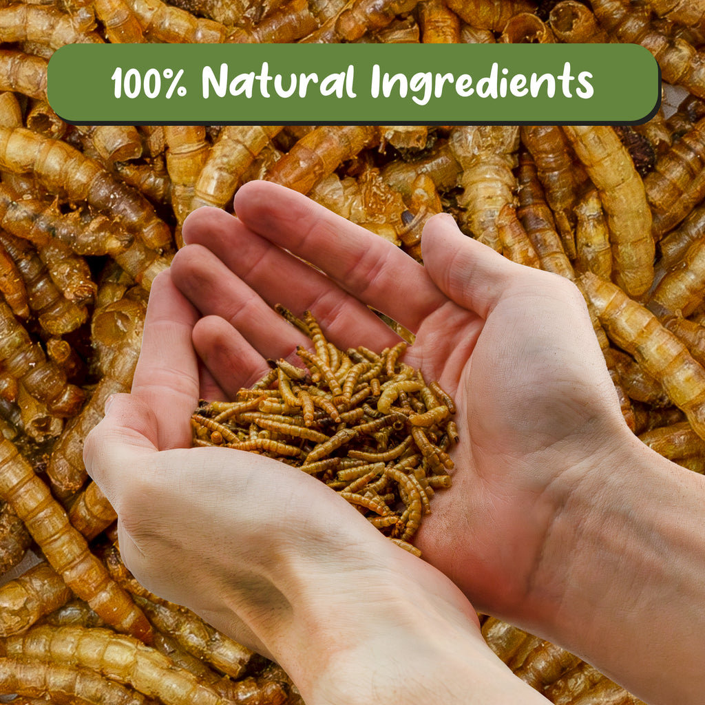 Carnivorous Plant Food Dried Mealworms (1oz) - SSKIT106