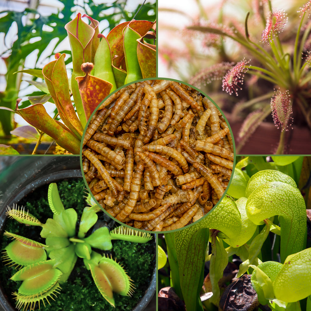 Carnivorous Plant Food Dried Mealworms (1oz) - SSKIT106