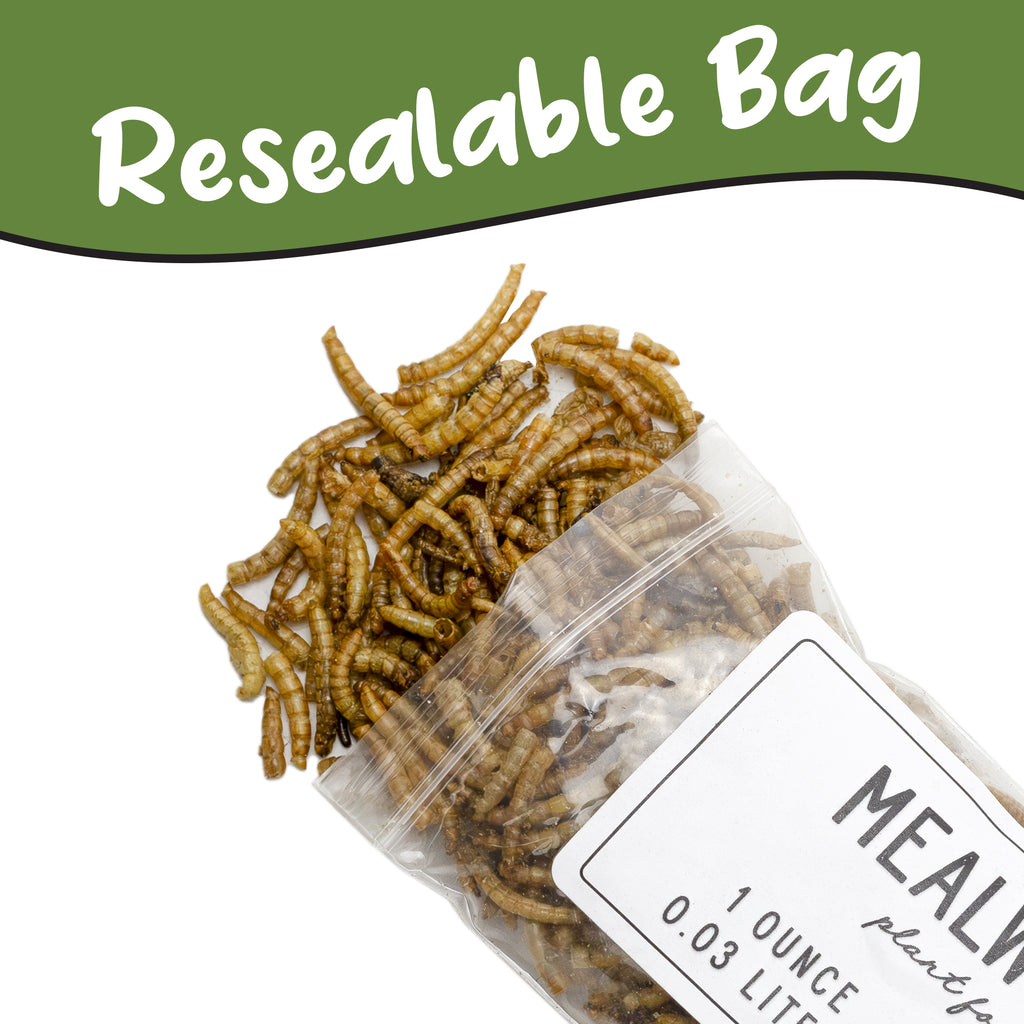 Carnivorous Plant Food Dried Mealworms (1oz) - SSKIT106