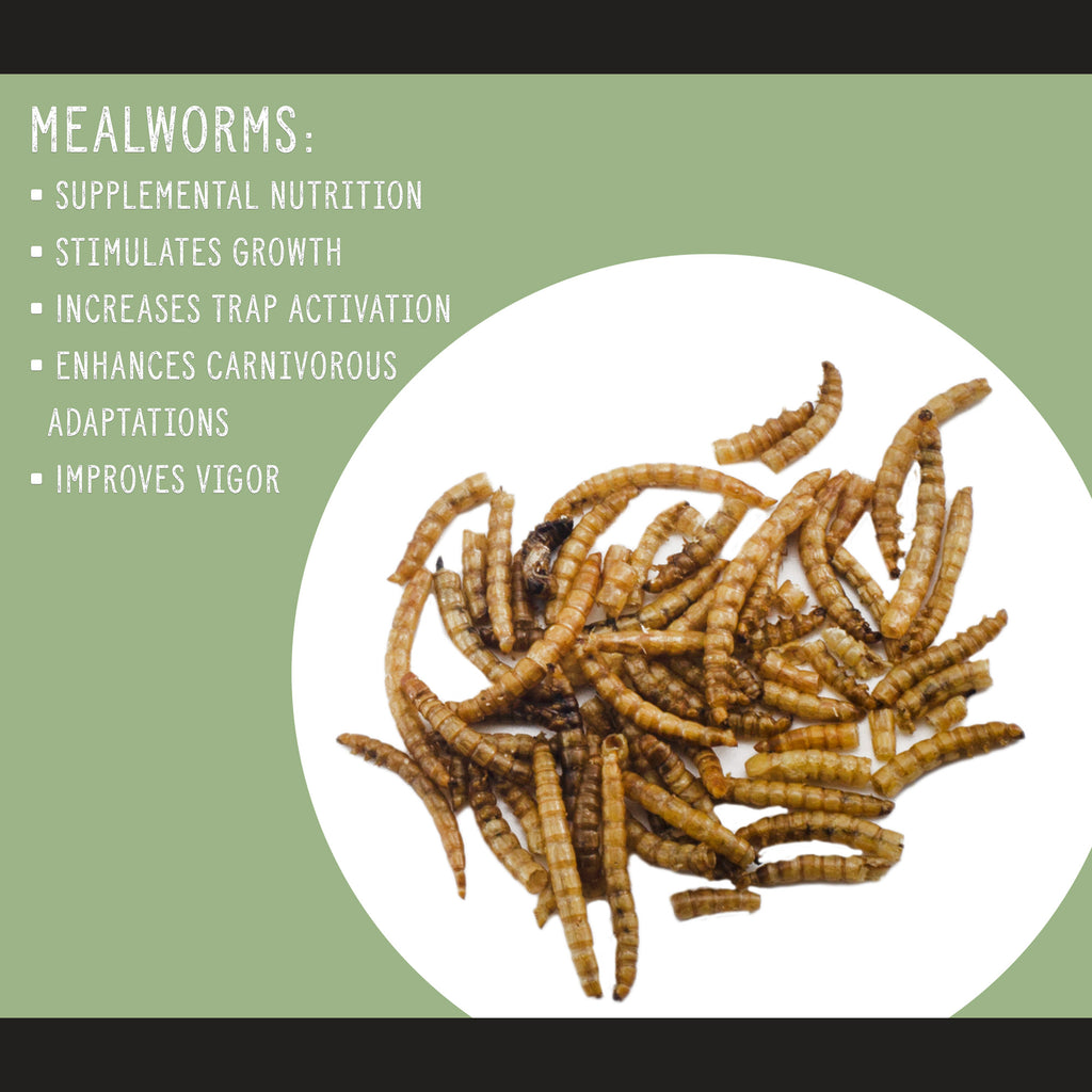 Carnivorous Plant Food Dried Mealworms (1oz) - SSKIT106