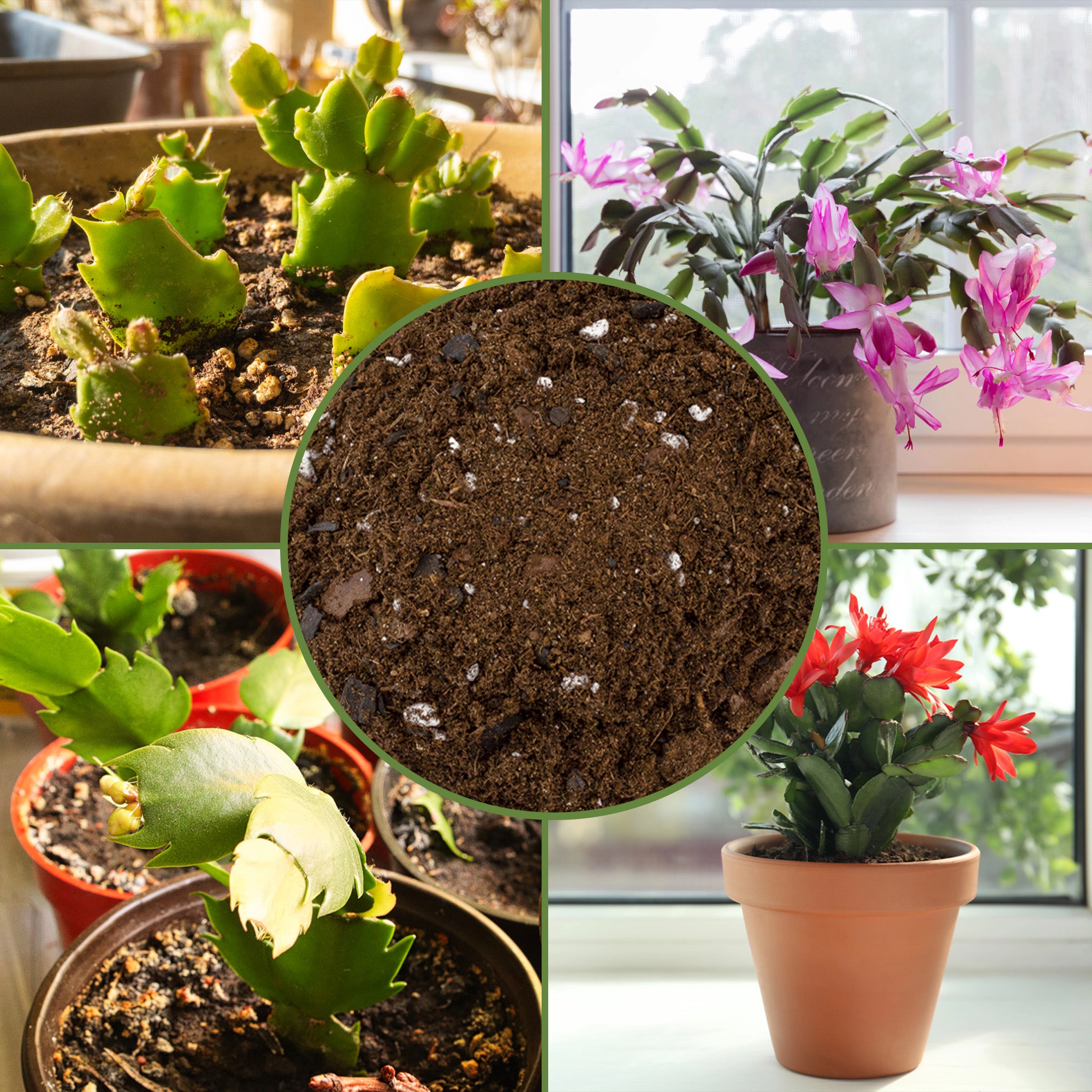 christmas cactus potting soil mix Christmas Cactus Potting Soil Mix