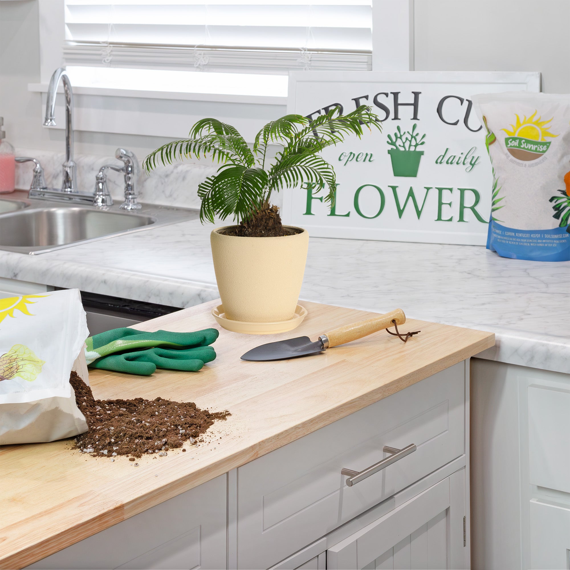 potting mix for indoor palms Palm Tree Potting Soil (8 Quarts), All Purpose Mix for Growing Indoor Palm Plants – Kurated Korner