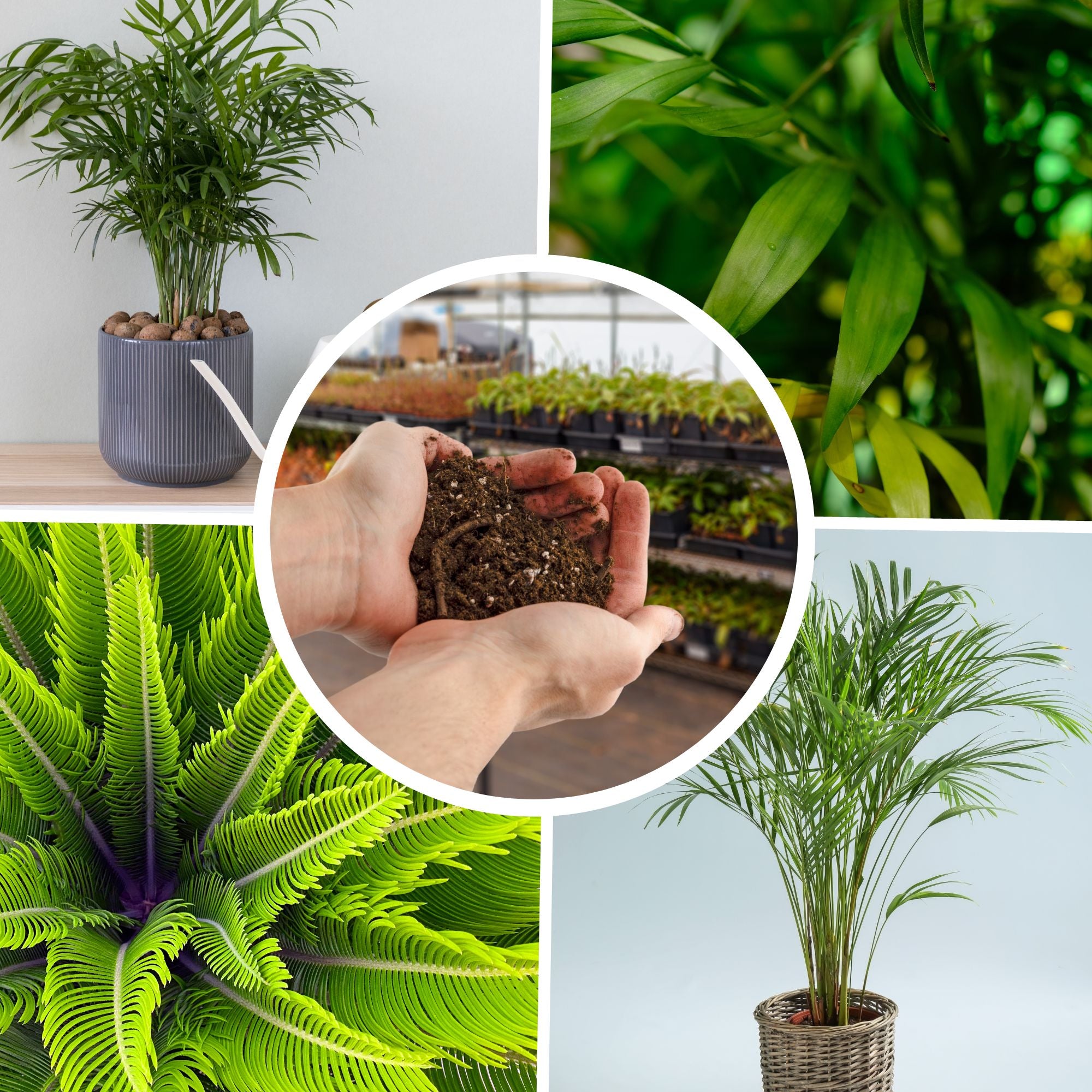cat palm soil All Purpose Palm Potting Soil (8 Quarts)