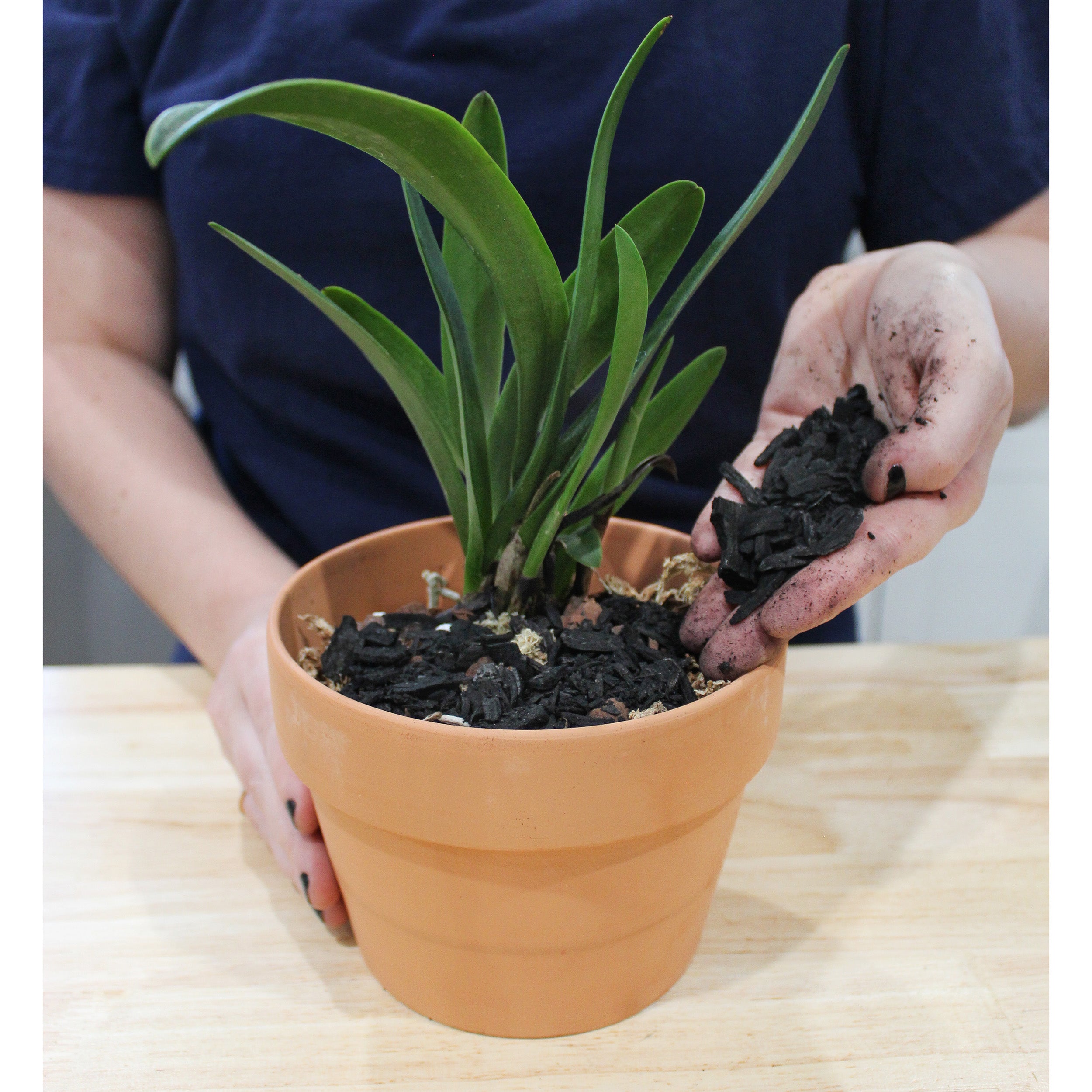 charcoal for indoor plants Horticultural Charcoal for Indoor Plants, Hardwood soil Additive for Orchids, Terrariums, and Gardening – Kurated Korner