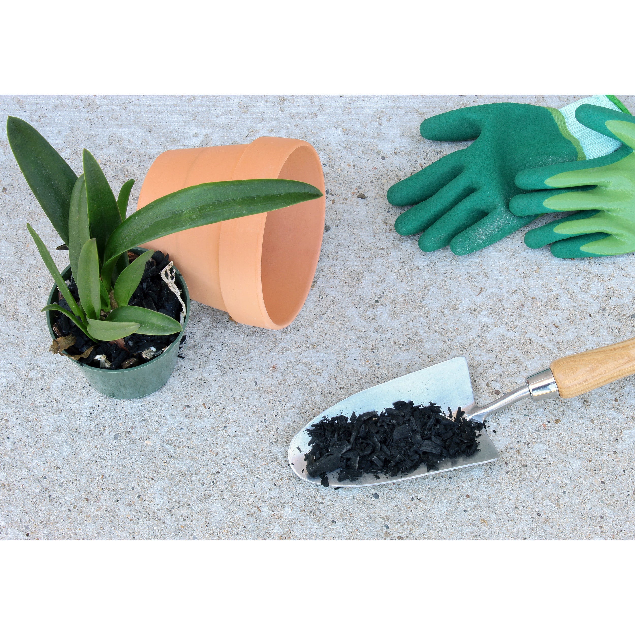 charcoal for indoor plants Horticultural Charcoal for Indoor Plants, Hardwood soil Additive for Orchids, Terrariums, and Gardening – Kurated Korner