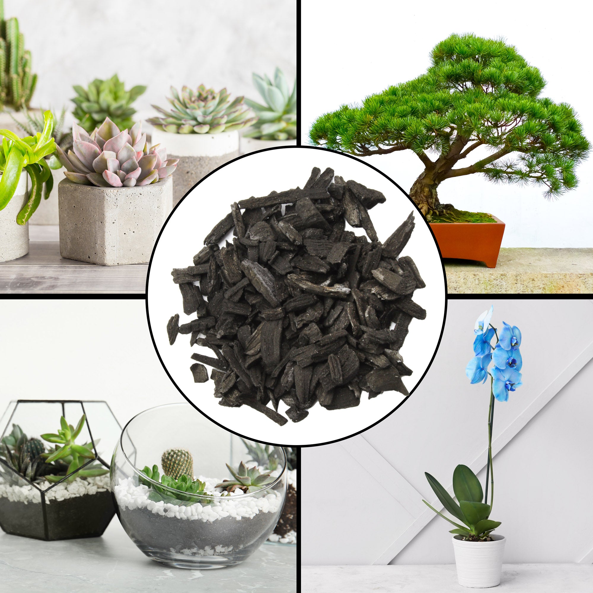 activated charcoal for indoor plants Horticultural Charcoal for Indoor Plants, Hardwood soil Additive for Orchids, Terrariums, and Gardening – Kurated Korner