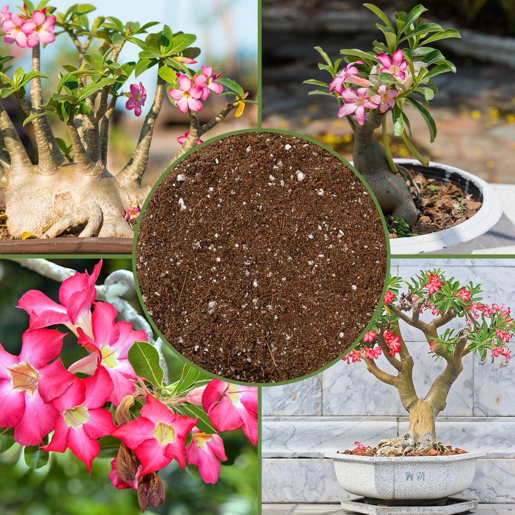Desert Rose Potting Soil Mix - SSVarDesRose