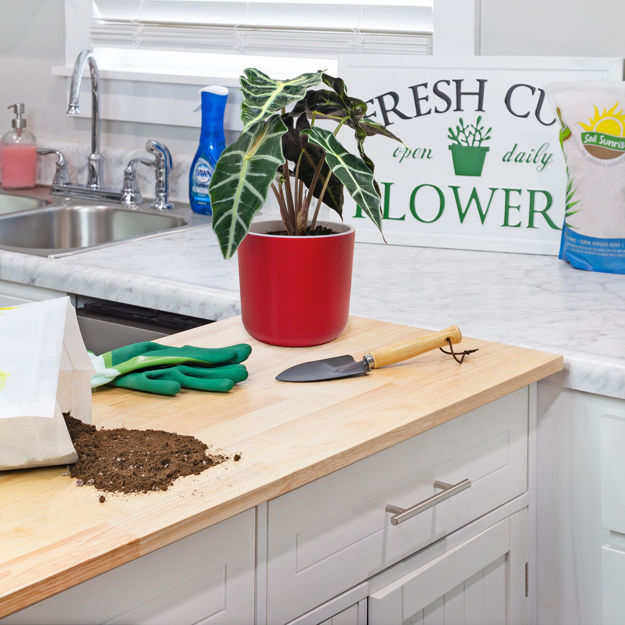 elephant ear plant soil mix Elephant Ear Potting Soil Mix