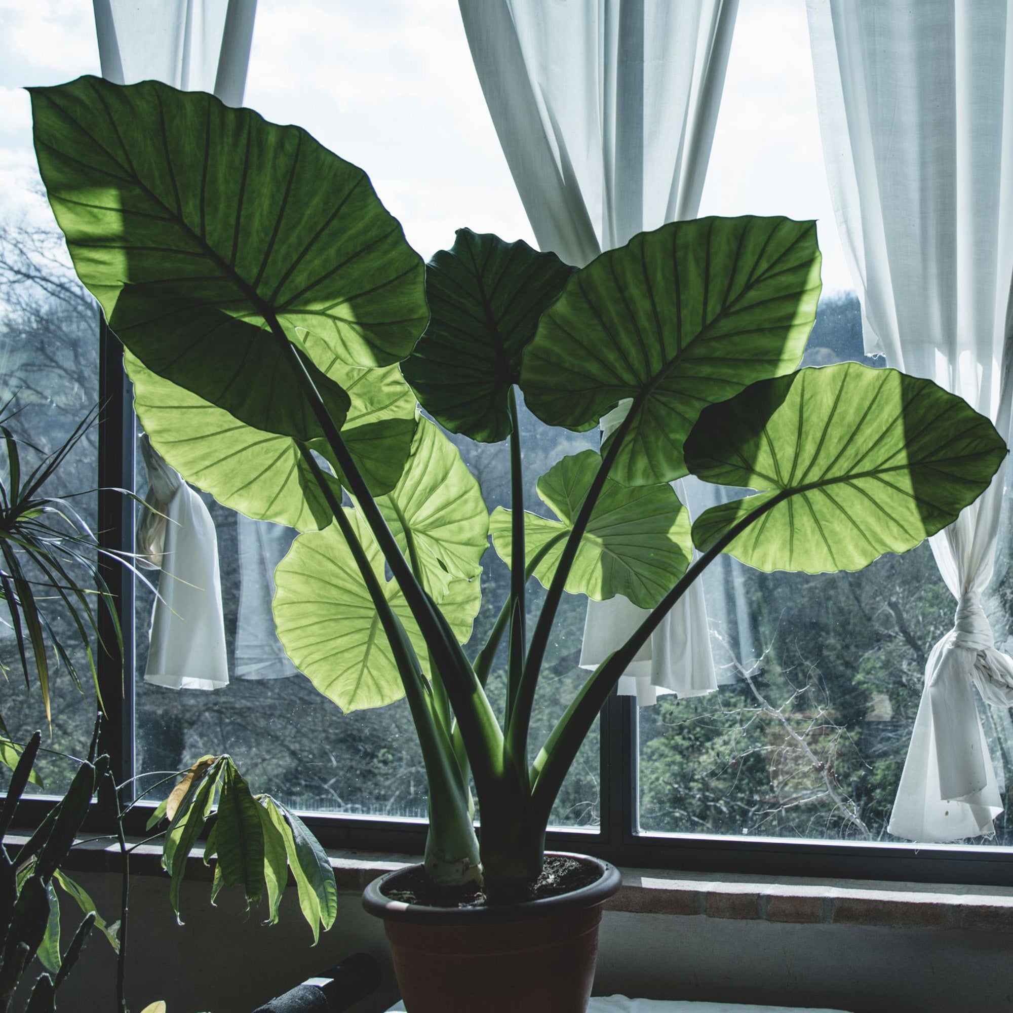 best soil for elephant ear plants Elephant Ear Potting Soil Mix, Colocasia and Alocasia Potted Plant Blend – Kurated Korner