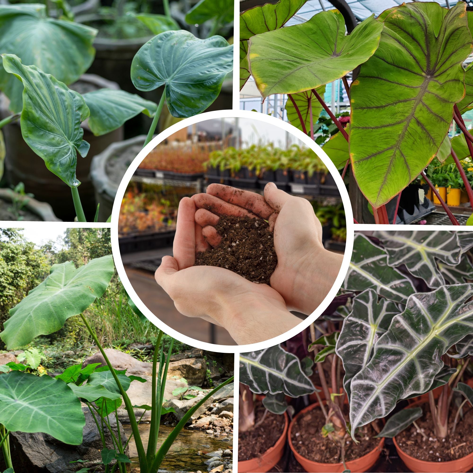 potting mix for elephant ears Elephant Ear Potting Soil Mix