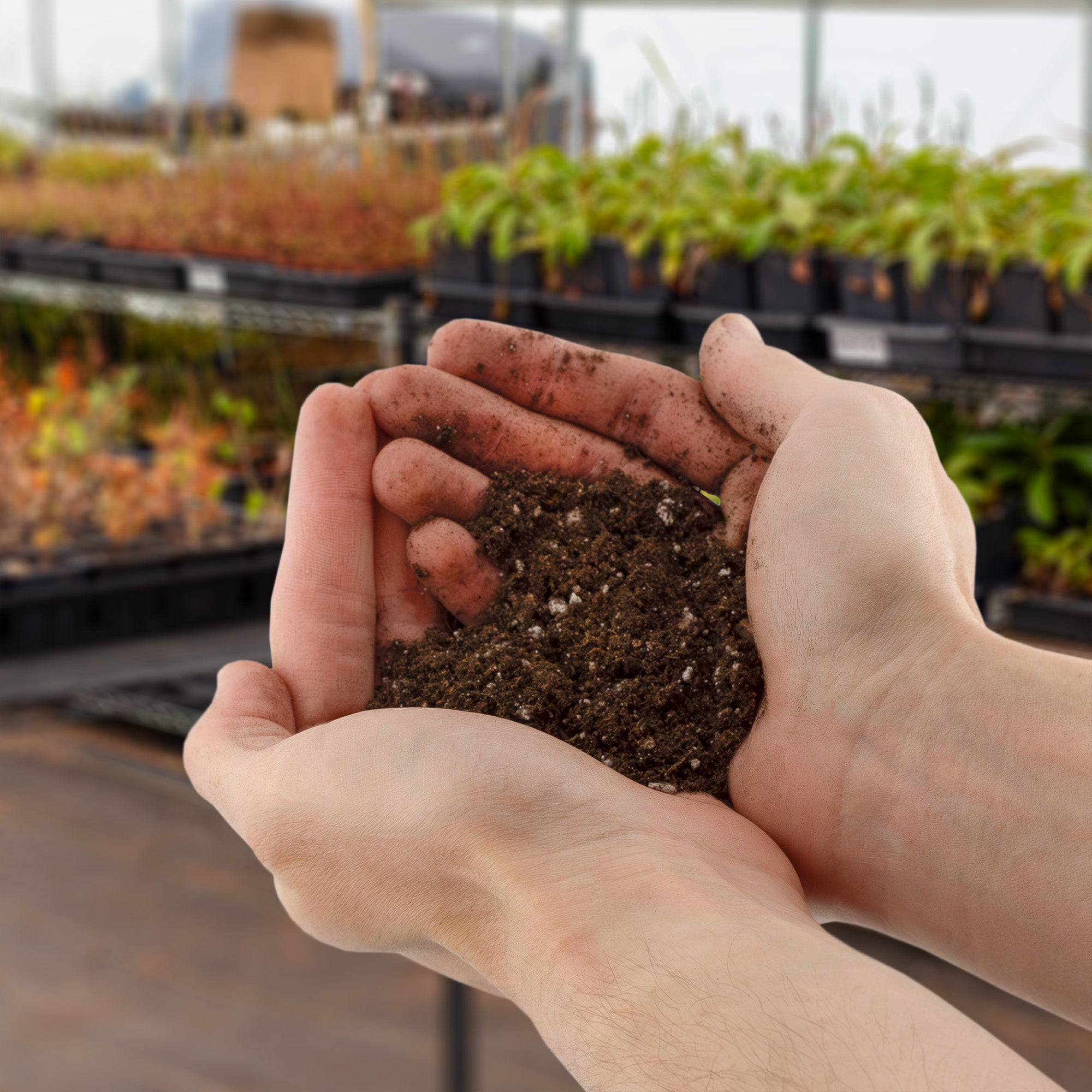 potting mix for elephant ears Elephant Ear Potting Soil Mix, Colocasia and Alocasia Potted Plant Blend – Kurated Korner