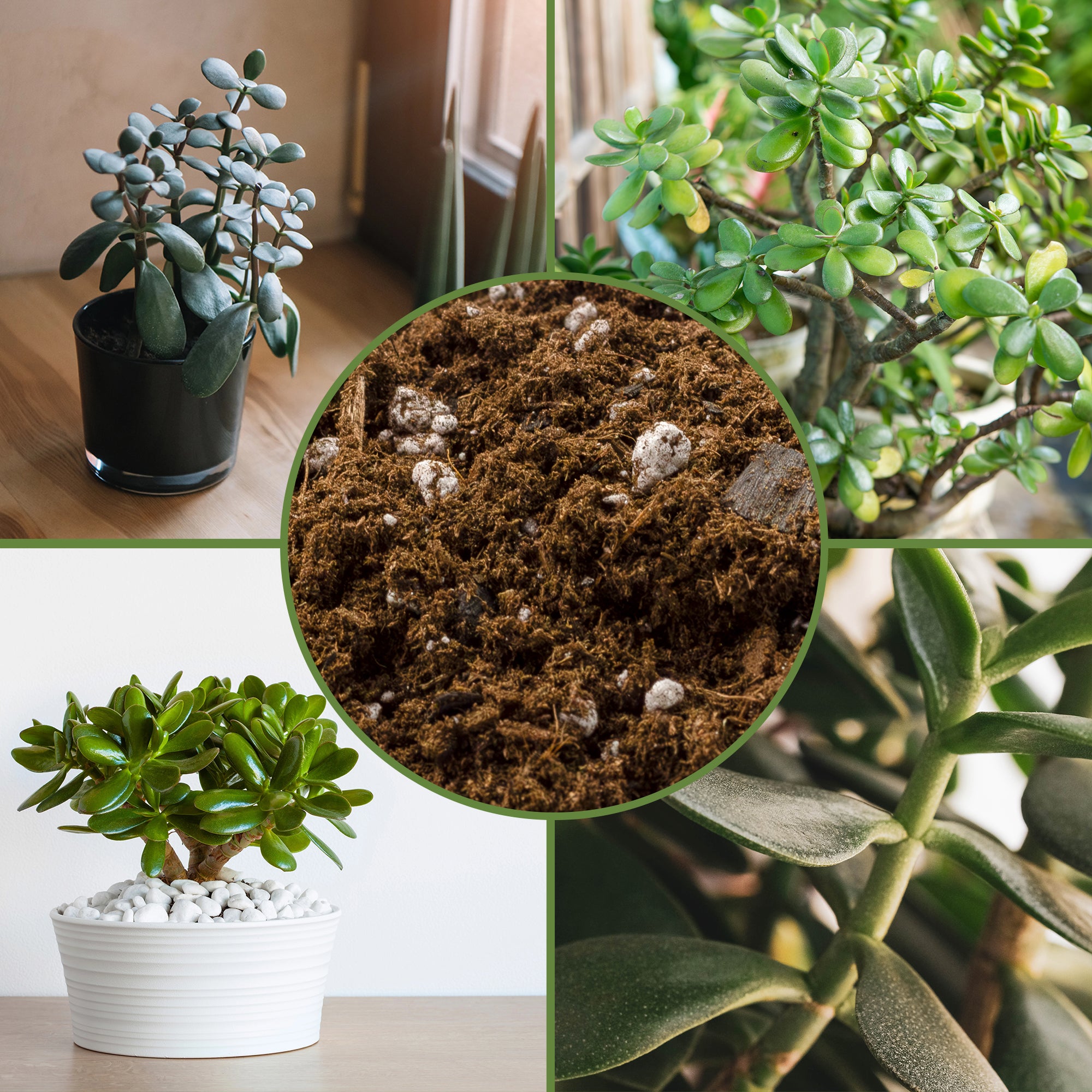best size pot for jade plant Jade Plant Potting Soil Mix, Hand Blended Additive for Jade Succulents – Kurated Korner