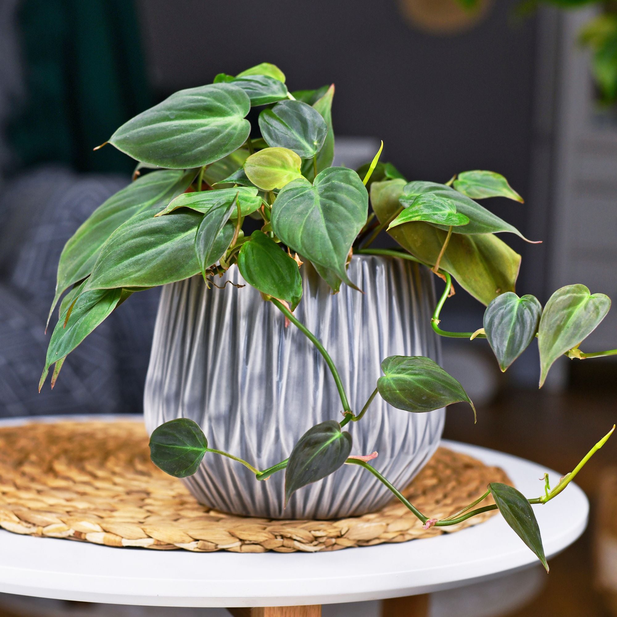 philodendron brasil potting mix Philodendron Plant Potting Soil Mix