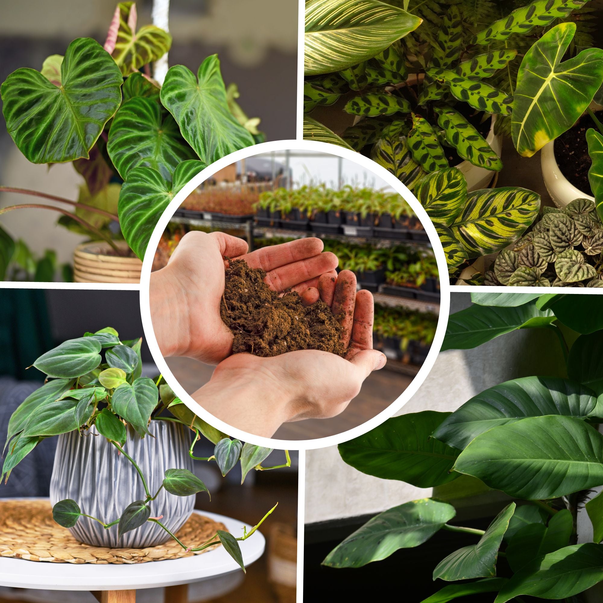 soil mix philodendron Philodendron Plant Potting Soil Mix, Special Blend for Heart Shape Philodendron Plants Etc – Kurated Korner