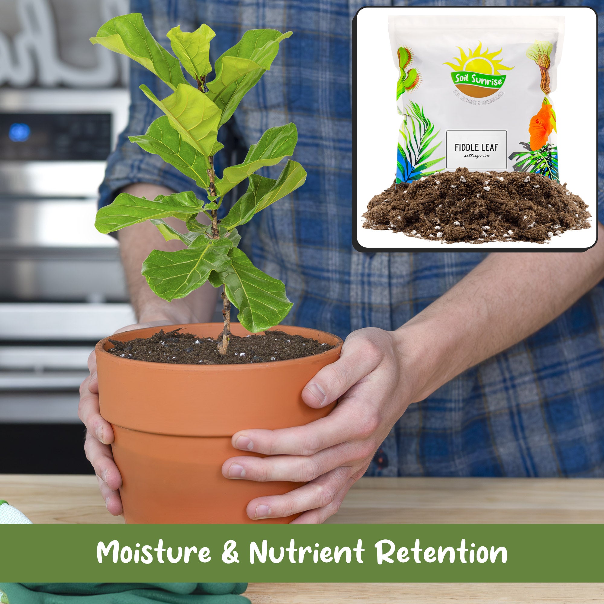perlite fiddle leaf fig Fiddle Leaf Fig Potting Mix, soil Additive for Potted Fig Trees – Kurated Korner