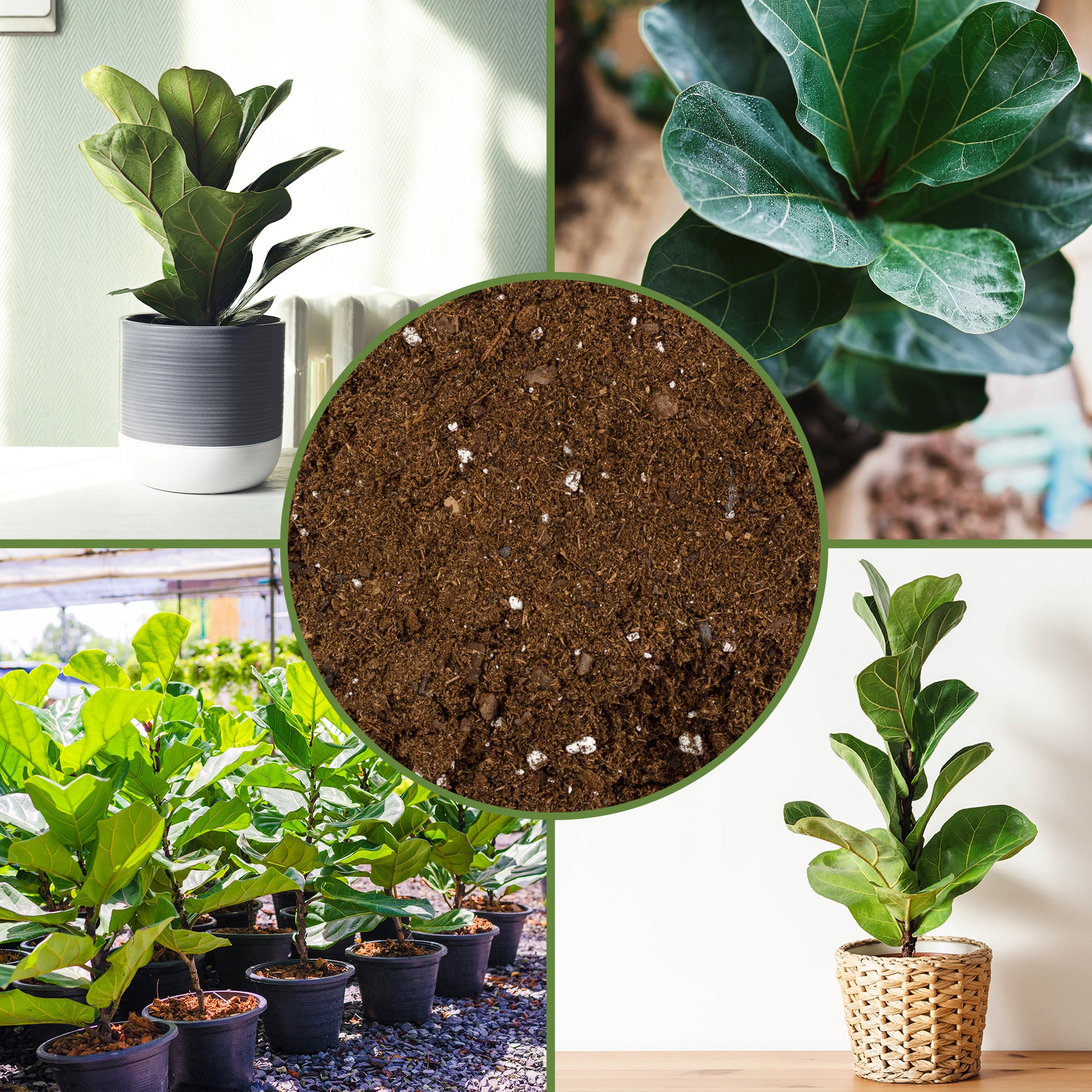 compost for fiddle leaf fig Fiddle Leaf Fig Potting Mix, soil Additive for Potted Fig Trees – Kurated Korner