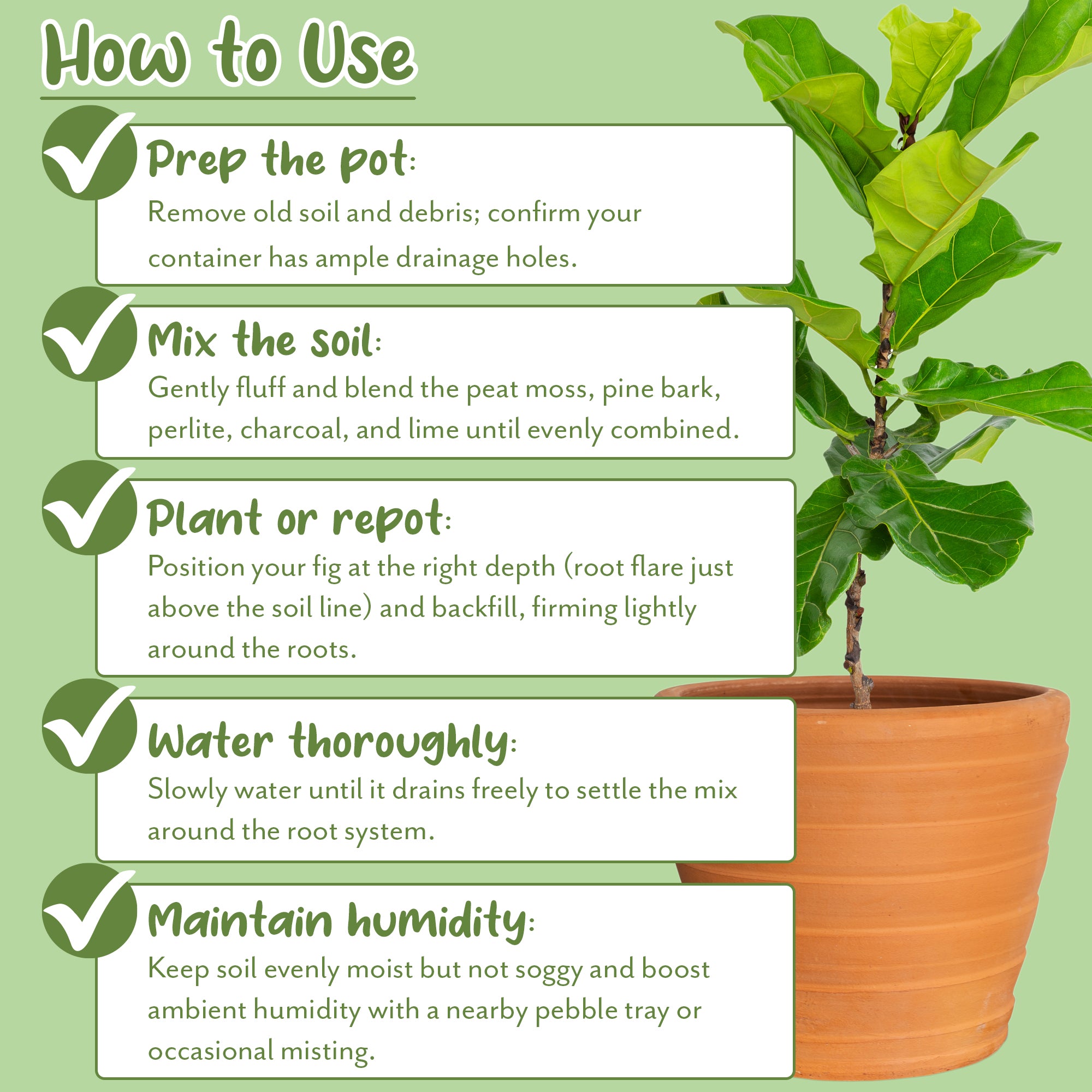 fiddle leaf fig plant benefits Fiddle Leaf Fig Potting Mix