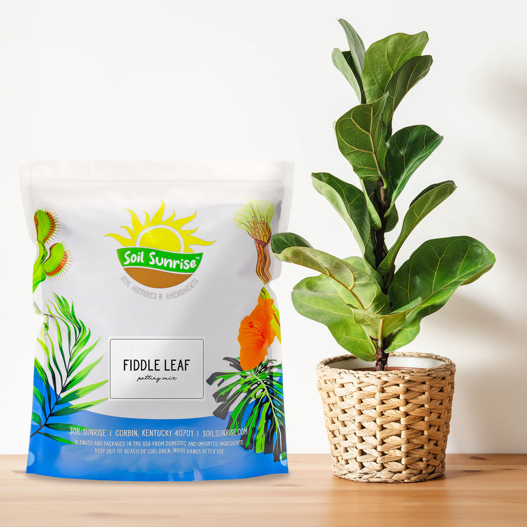 Fiddle Leaf Fig Potting Mix - SSVarFiddle