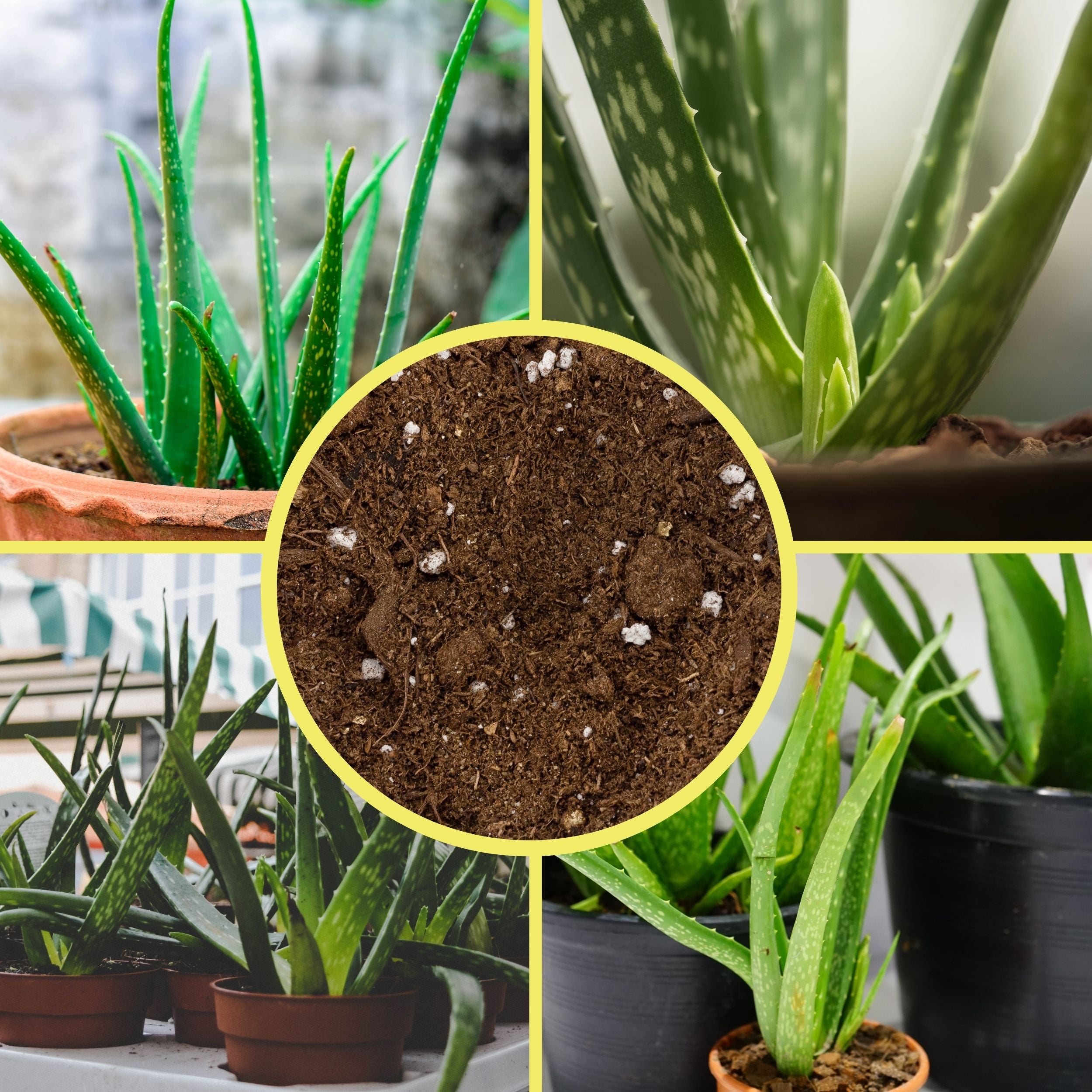 aloe vera plant soil type Aloe Vera Potting Soil Mix (Choose Size), Custom Blend for Aloe Vera Plants and Succulent Houseplants – Kurated Korner