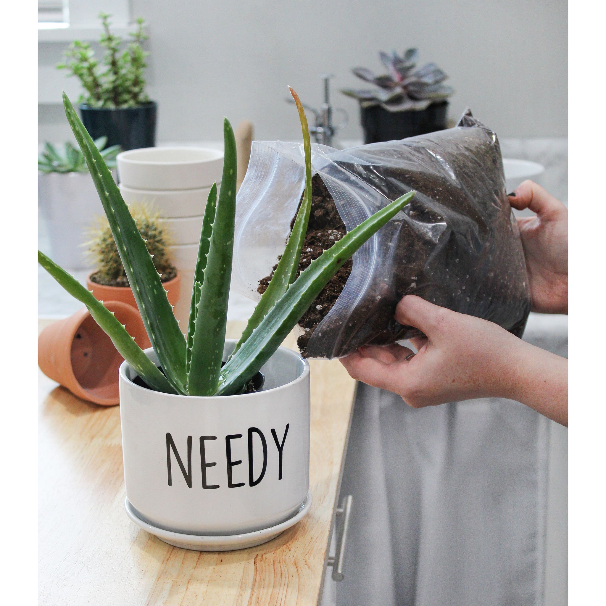 Aloe Vera Potting Soil Mix (Choose Size), Custom Blend for Aloe Vera Plants  and Succulent Houseplants – Kurated Korner