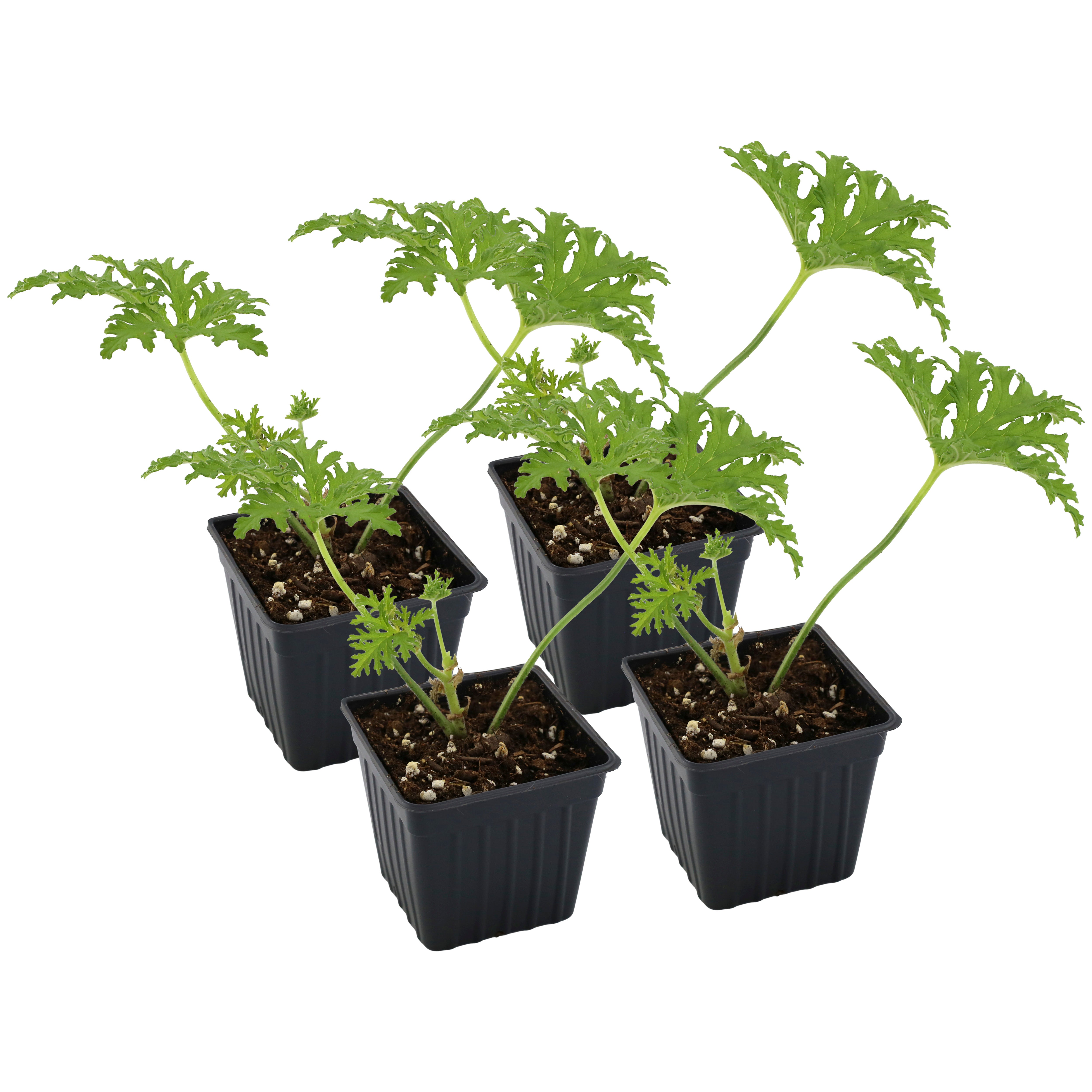 citronella potted plant Live Citronella Geranium Plants