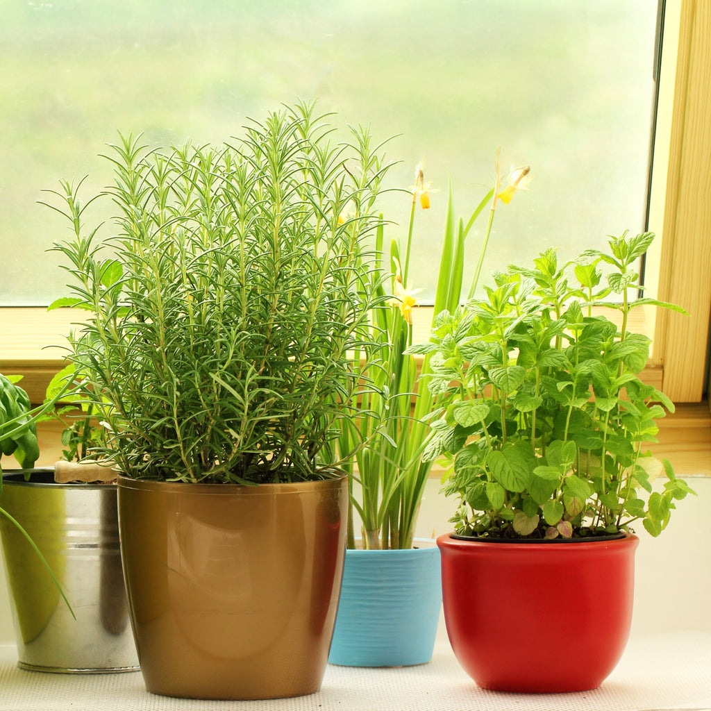Indoor Herb Planter Potting Mix (Choose Size) - SSVarHerb